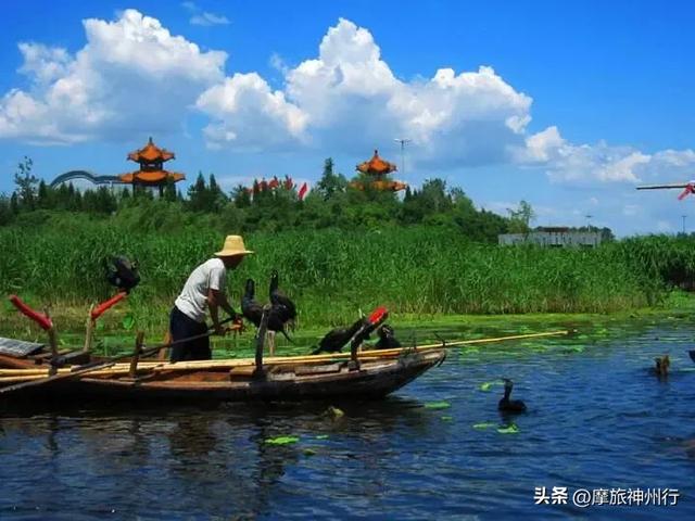 芦苇荷花共绘诗意画卷,渔舟唱晚风景醉人心田。