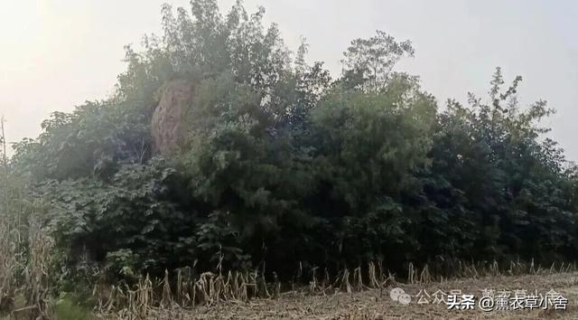 焦作温县千年古村！藏着古城址+新石器遗址