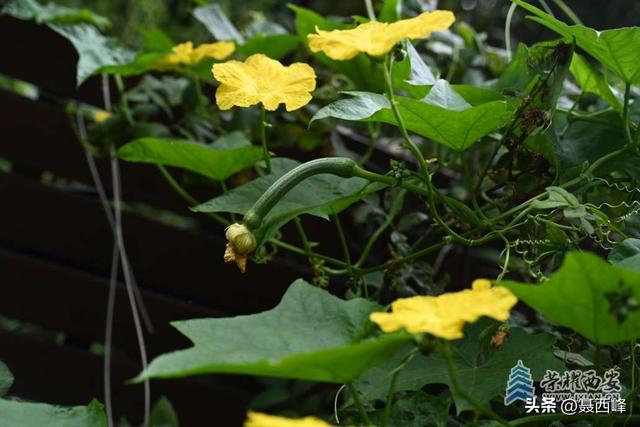 庭院风光:丝瓜花