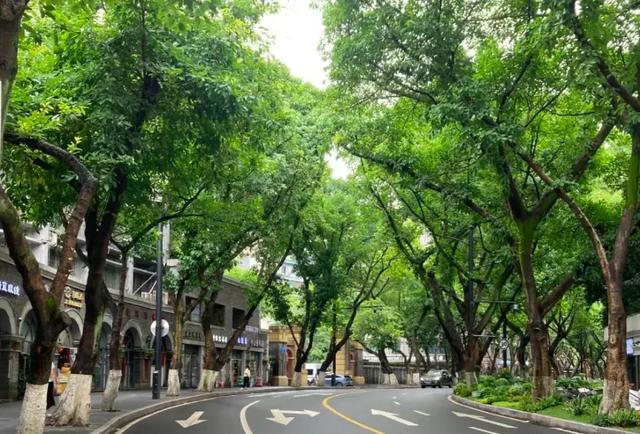 日行冷热交替术！清晨江风+防空洞20℃，重庆人三伏天续命指南