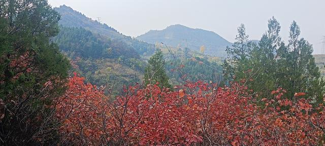 骊山红叶似火 车辆行人如织