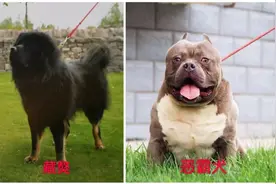 天津禁养这些犬种！处罚标准明确！图片
