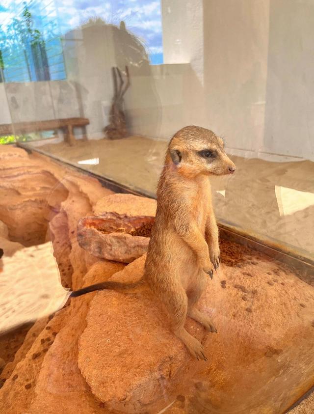 厦门园博苑虫返地球博物馆，这是一座沉浸式活体昆虫主题博物馆