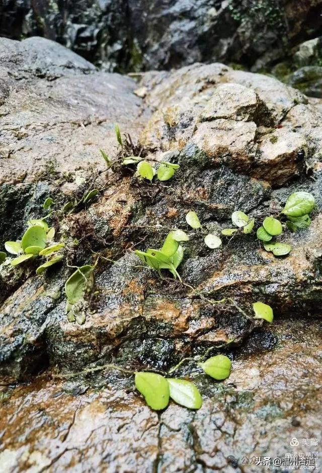 温州这条以峡谷景观和险峻山势为特色的徒步线路你可去过？