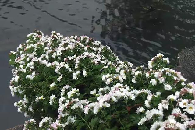 雨中看姑苏