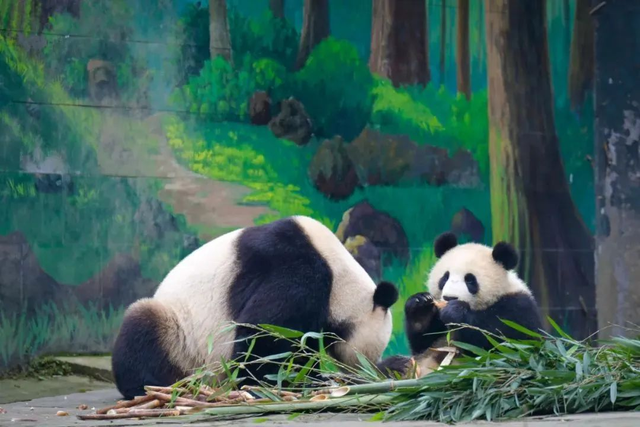 和大熊猫贴贴这一块，雅安还是太权威了！