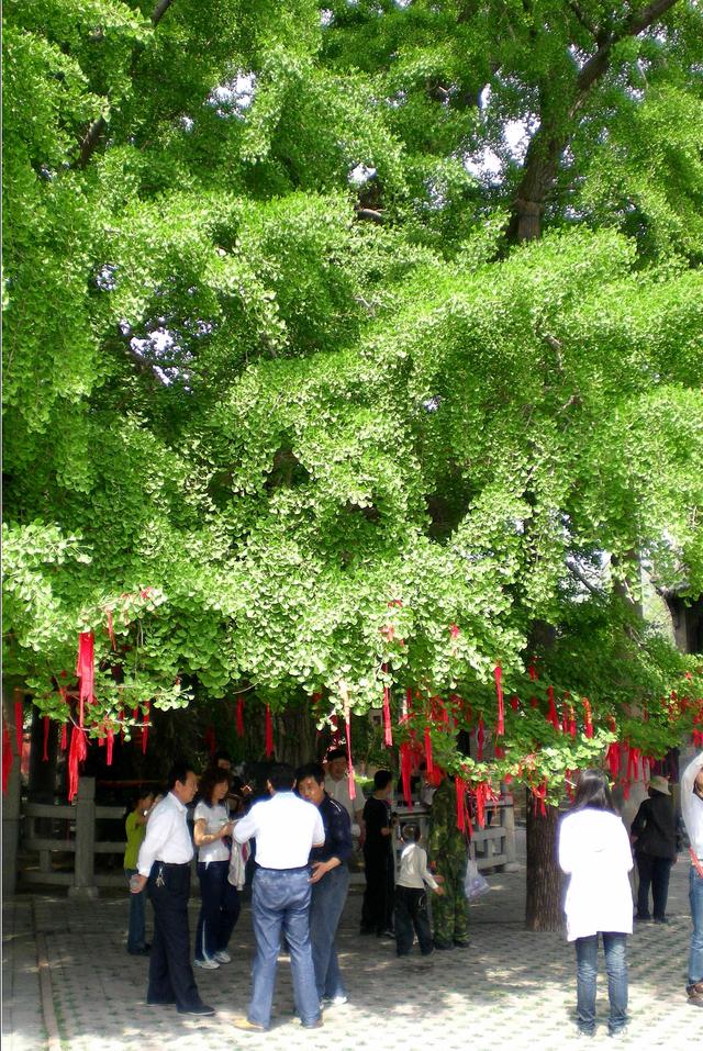 “齐鲁寻古”之六---好大一棵树