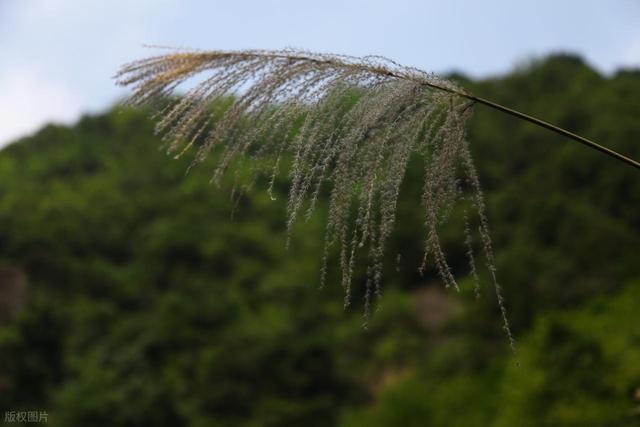 穿越迷雾森林，邂逅云端仙境，我找到了杭州最原始的徒步路线！