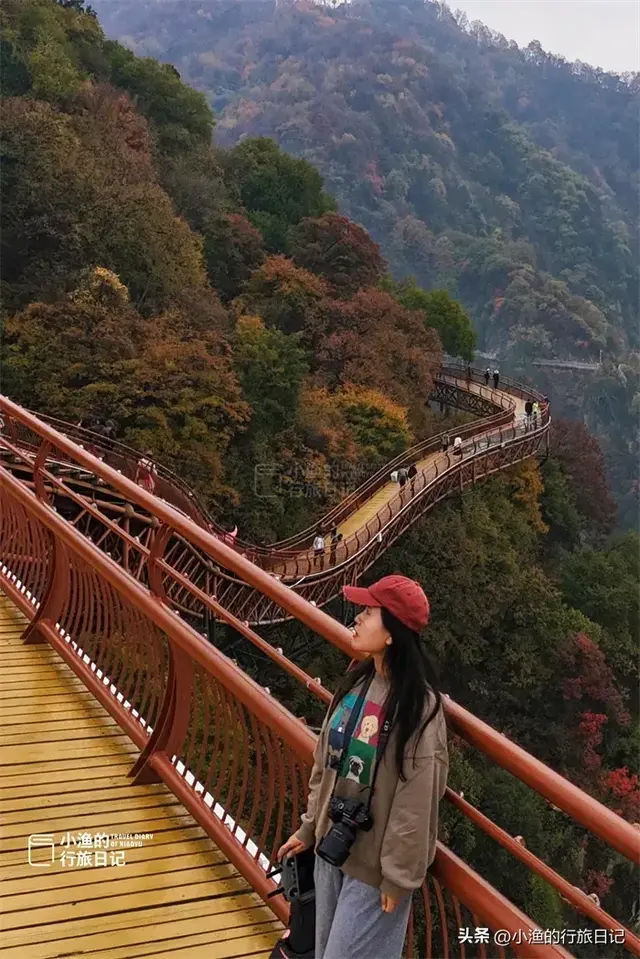 陕西古树，真的“封神”了！