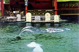 老舍品茶趵突泉图片