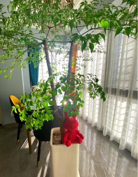 河北一太太	，在“客厅种大树”，那叫一个壮观，妥妥的视觉盛宴