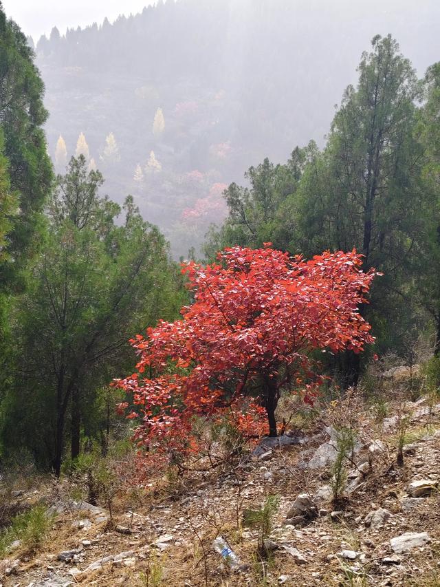 去博山盆泉张丹顶赏红叶