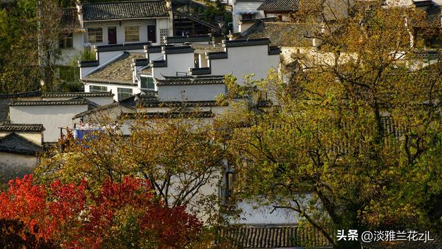 皖南秋色塔川绝美的落羽杉林