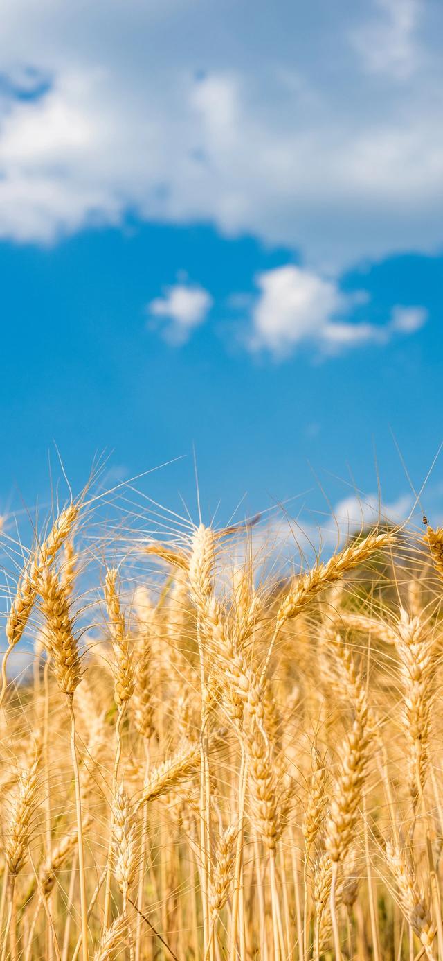 手机壁纸|iOS自然风光美景