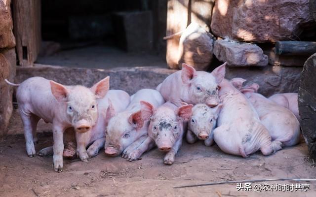 养殖母猪有窍门，6大技巧助你轻松年赚60万，你想知道吗？