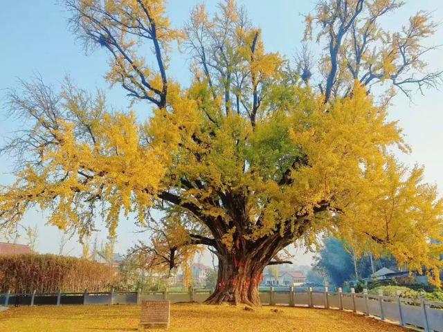 快来如皋打卡，错过就要等一年了🤩🤩🤩
