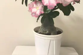 沙漠玫瑰到家别手欠！老花农三招救命法，不浇水管出爆花树！图片
