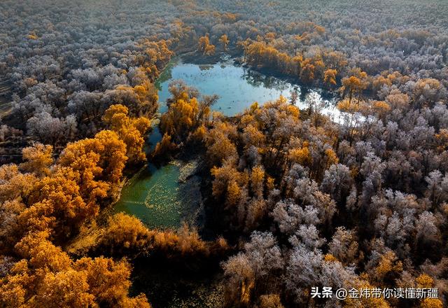 新疆轮台县：轮南胡杨林惊现雾凇奇观