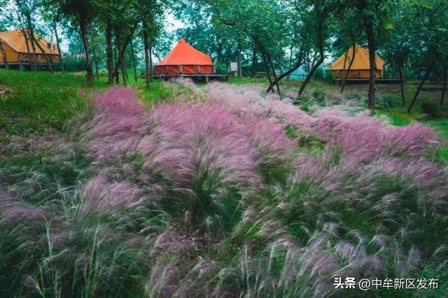 17次上央视！300万+游客！中牟双节凭什么火出圈？