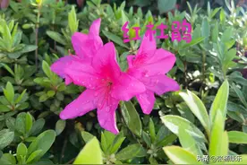 儿童诗歌（十一至二十）图片