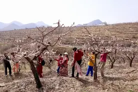 满城春风拂面 郊游杏花满头——满城区白龙乡打造近郊旅游品牌图片