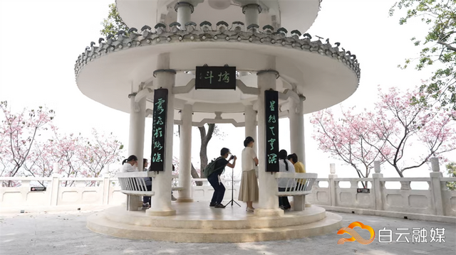 樱花都谢了？不，白云山摩星岭的广州樱才刚进入高光时刻