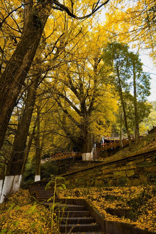 黄了！成都出发1.5h刹拢赏秋秘境，茶海风光无敌，银杏美了上千年！