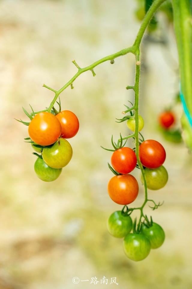 广东英德宝藏玩法：网红村/宋风古镇/仙境茶园/童话寨子全搞定