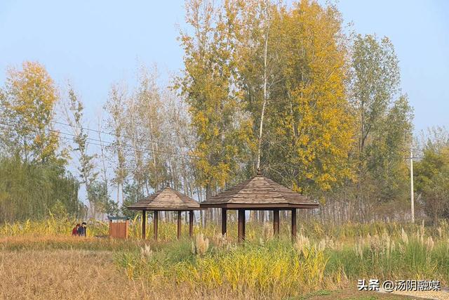 【图说岳乡】汤阴汤河国家湿地公园：初冬染彩 秋韵未歇
