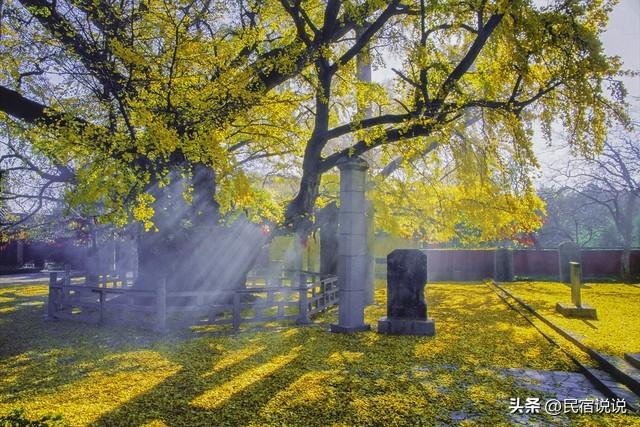 十大银杏观赏地之一的山东浮来山真的黄了！