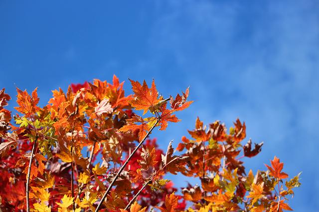 阳光谷旅游度假区：“枫”华正茂 邂逅秋日浪漫