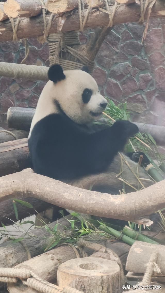 贵阳避暑假期收官，再赴黔灵山之约