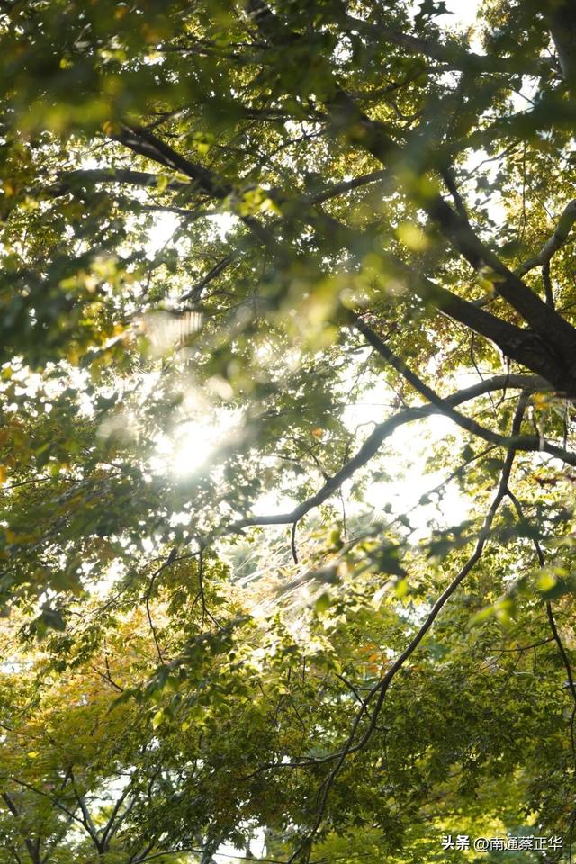 如东的秋天，都藏在这里了→