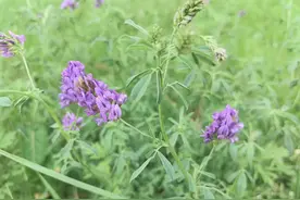 牧草之王—苜蓿图片