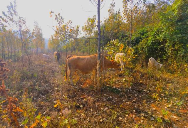 什么叫层林尽染？马谷田镇义和寨东边的堰塘寺告诉您！