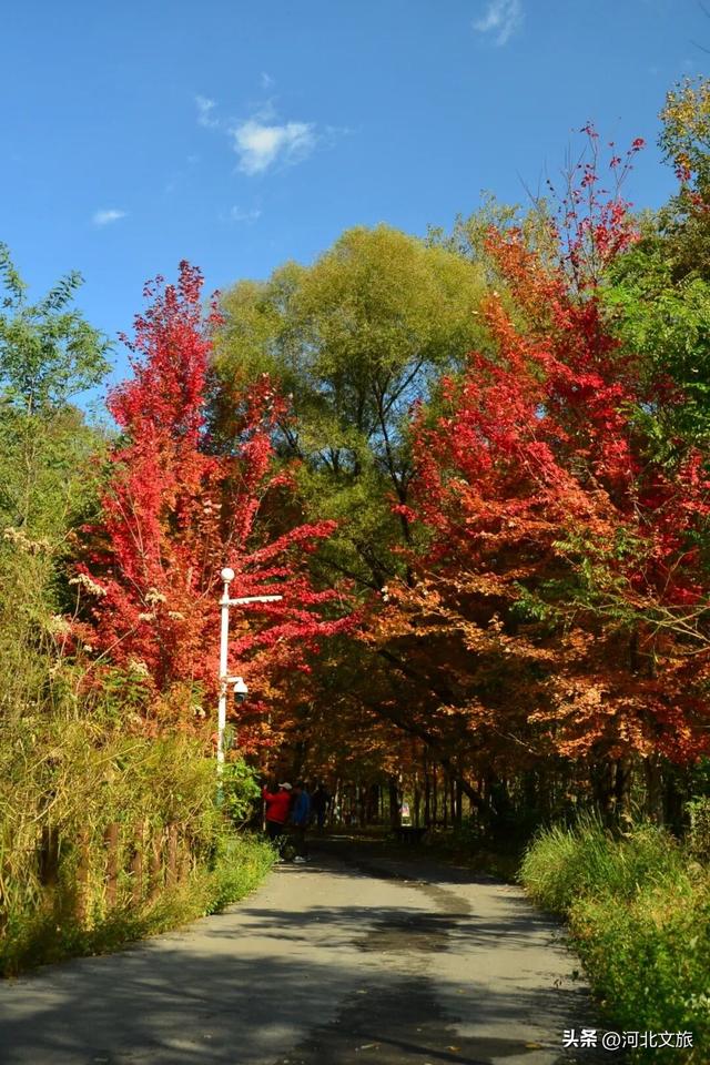 秦皇岛最大临海公园迎来"颜值巅峰",栈桥听海、枫林斑斓,打卡走起!