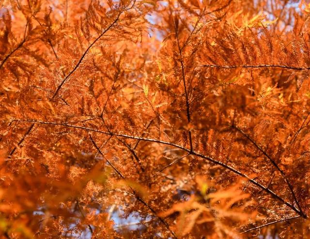 超出片！在这里一键解锁限定杉色