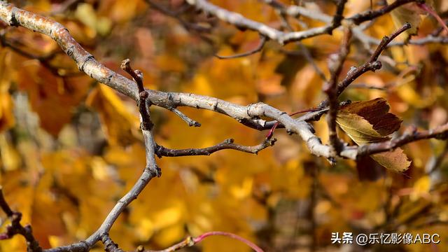 vivo x200 ultra拍摄