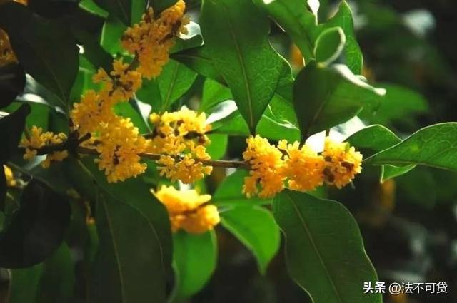 房子前面为什么不能种桂花树？房子前面有桂花树的，要了解一下！