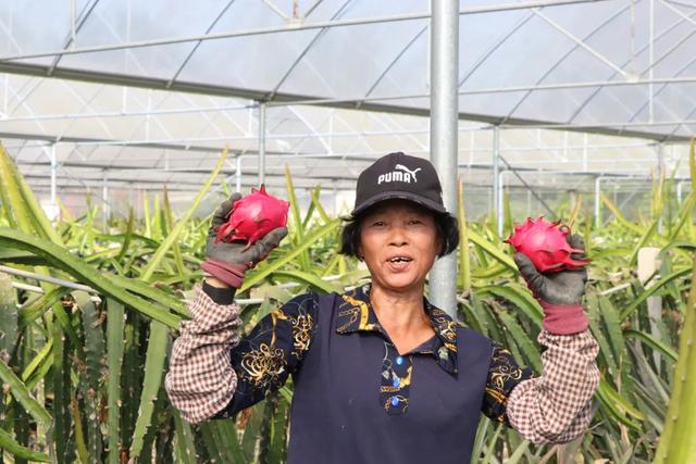 郫都夏日采摘全攻略！火龙果+葡萄+小番茄，甜蜜暴击→