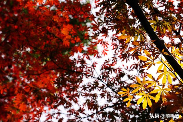 “枫”情万种，上海闵行红园枫叶色彩斑斓进入观赏季