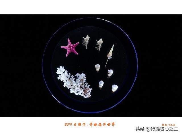 山东行游影记（91）—日照奇趣海洋世界（二）