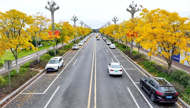 初冬限定！城市街头的金色浪漫