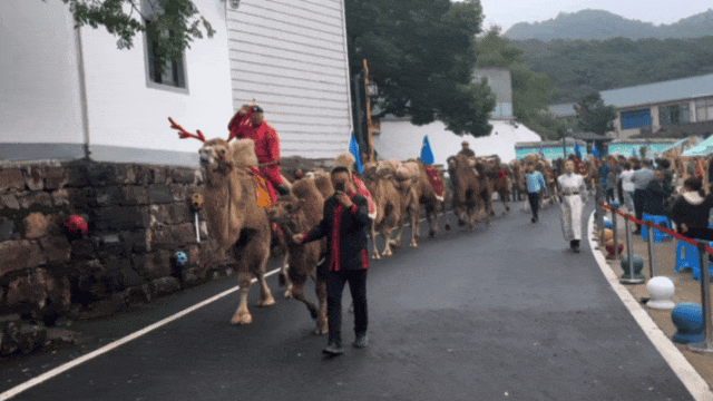 内蒙古“神兽”惊现绍兴茶山，成乡间“网红”→