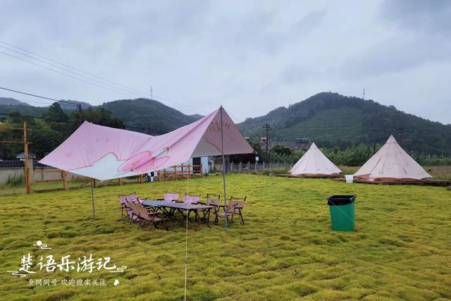 浙江宁波的港湾粉黛花海，山海风情很浓但游客不多，其实相当美丽