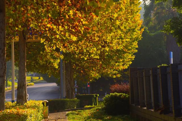 避开人群!两江新区这条梧桐大道,独享初冬金色浪漫