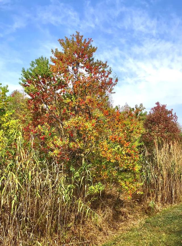 秋色斑斓美如画