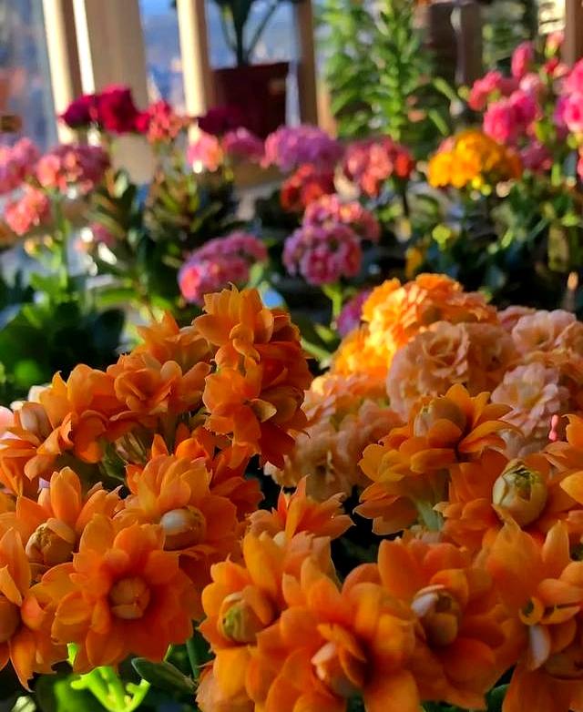 北京一太太因“酸奶杯养长寿花小苗”走红网络，省钱又治愈，牛