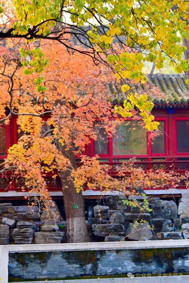 博物馆秋之旅｜本周安排！大觉寺银杏今日实况——