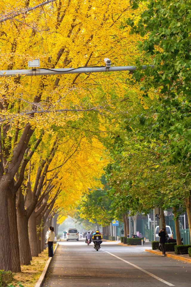 夏未走秋已至，北京半黄半绿的银杏大道，三里屯还是太时尚了！